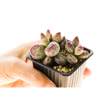 Adromischus_marianiae_NBG701-75-1