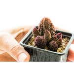 Adromischus_marianiae_Red_Coral-2