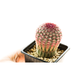 Echinocereus_rigidissimus_rubrispinus_Lau088-1