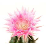 Echinopsis_Pink_Diamond-2