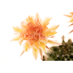 Echinopsis_Battiato-2