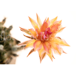 Echinopsis_Battiato-1