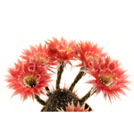 Echinopsis_Fangri-la-1