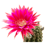 Echinopsis_Sorceress-1