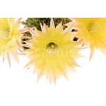 Echinopsis_Lorelei-1