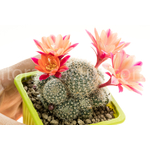 Rebutia_Phoebe-1