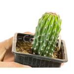 Trichocereus_Papagei_T123-1