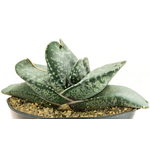 Gasteria-Kyo-Tyu-6