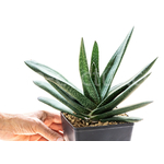 Gasteria-disticha-Vittata-4