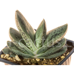 Gasteria-bicolor-Frost-2