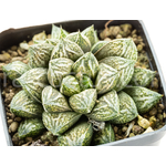 Haworthia-Injabulo-2