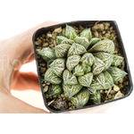 Haworthia-Injabulo-7