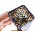 Haworthia-Injabulo-12