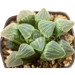 Haworthia-pygmaea-crystallina-4