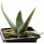 Gasteria-Bunny-Silver-4