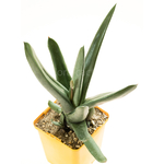 Gasteria-Bunny-Silver-2