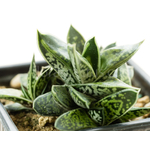 Gasteria-bicolor-liliputana-2