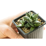 Gasteria-bicolor-liliputana-1