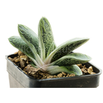 Gasteria-Lizard-Warts-3