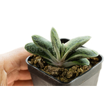 Gasteria-Lizard-Warts-4