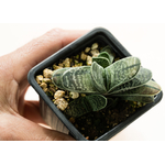 Gasteria-obtusifolia-Pink-Variegata-5