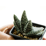 Gasteria-carinata-Pretty-Pearl-2