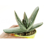 Gasteria-Blue-Ox-4