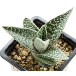 Gasteraloe-Aveo-4