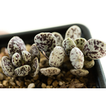 Adromischus-marianiae-Brian-Makin-1