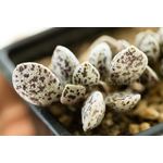 Adromischus-marianiae-Brian-Makin-2