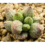 Adromischus-marianiae-Lime-Drop-3