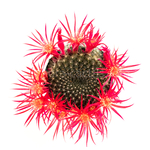 Rebutia-minuscula-Berylloides-Star-2