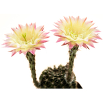 Echinopsis_Shades_of_Bourne-2