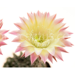 Echinopsis_Shades_of_Bourne-1