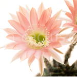 Echinopsis_Ottilie-2