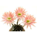 Echinopsis_Ottilie-1