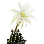 Echinopsis_subdenudata_Fuzzy_Navel-1