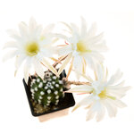 Echinopsis_subdenudata_Fuzzy-Navel-2