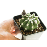 Echinopsis_Fuzzy_Navel1