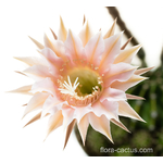 Echinopsis_Mystic _Moon2