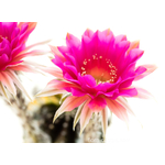 Echinopsis_Paradox1