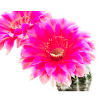 Echinopsis_Lipstick-2