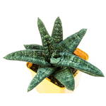 Gasteria_batesiana_Klipwal-1