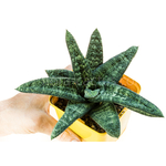 Gasteria_batesiana_Klipwal-2