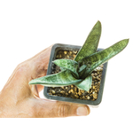 Gasteria_batesiana_Klipwal-4
