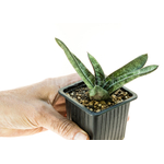Gasteria_batesiana_Klipwal-3