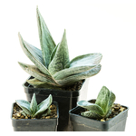 Gasteria_Silver_Fuji-1