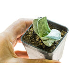 Gasteria_Silver_Fuji-5