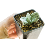 Gasteria_Silver_Fuji-4