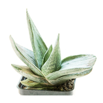 Gasteria_Silver_Fuji-3